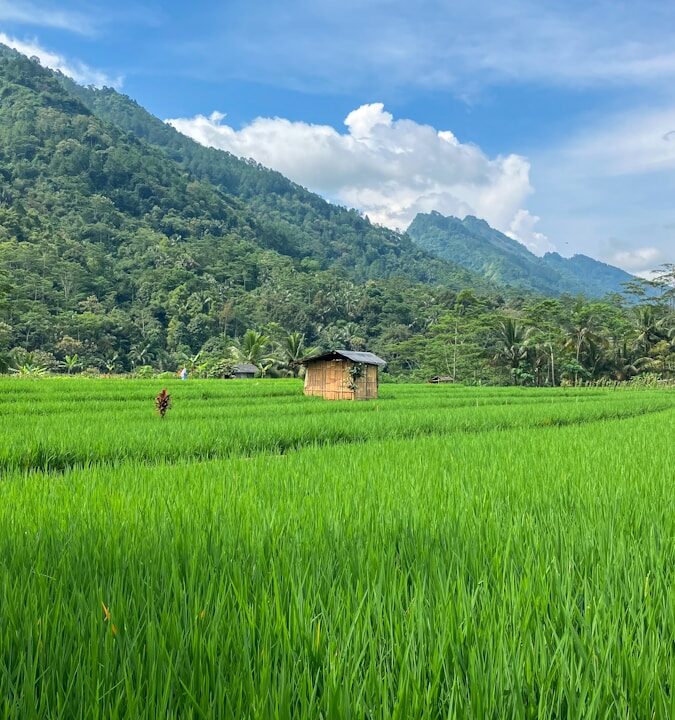 a lush green field with a house in the background